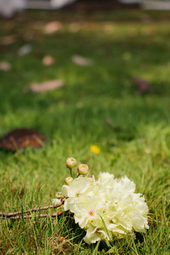 草地上一束淡雅的樱花
