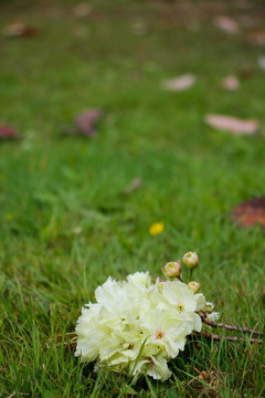 草地上一束淡雅的樱花