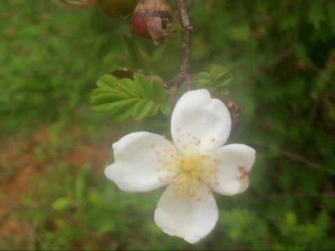 花果同在