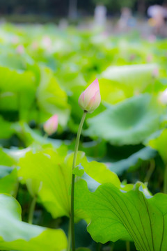 广西大学荷花