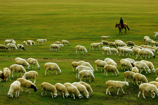 草原羊群牧场