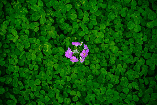 绿色植物背景 野花