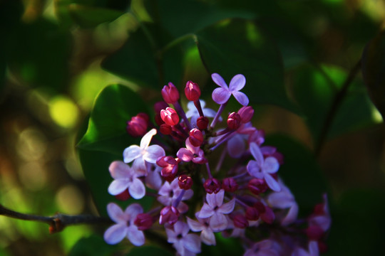 丁香花