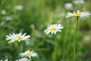 雏菊 花丛 绿色