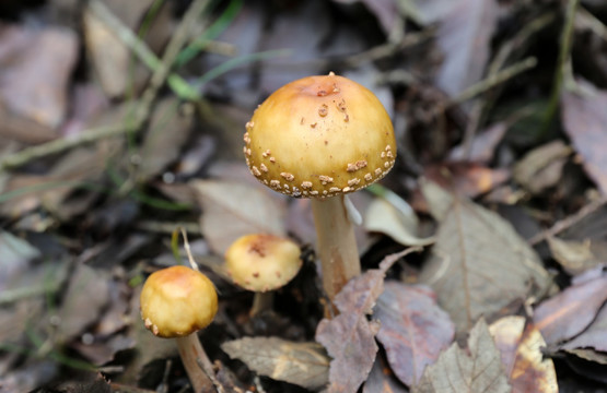 黄毒蝇鹅膏菌