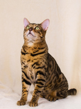 孟加拉豹猫 bengalcat