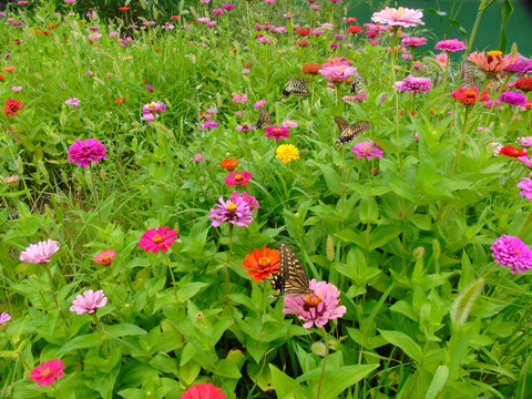 千日菊