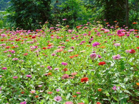 千日菊