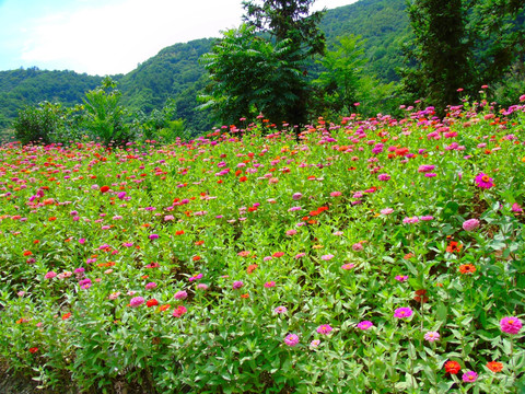 千日菊