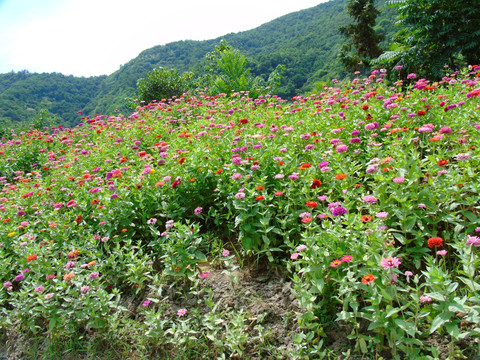千日菊