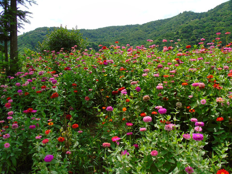 千日菊