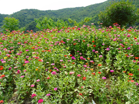 千日菊