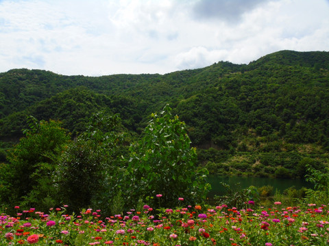 千日菊