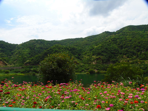 千日菊
