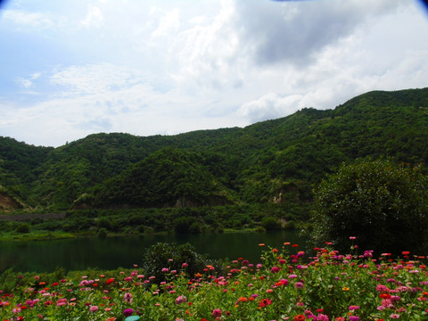千日菊