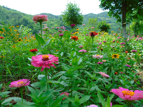 千日菊