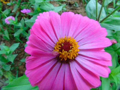 千日菊