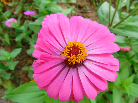 千日菊