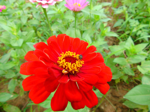 千日菊