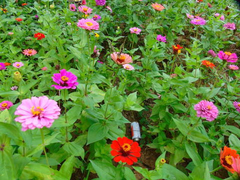 千日菊