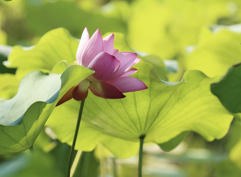 荷花