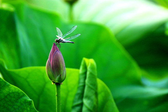 荷花
