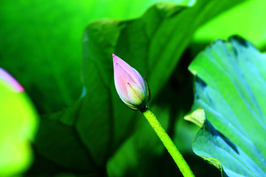荷花
