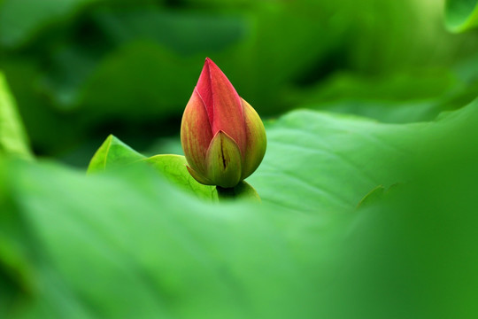 荷花