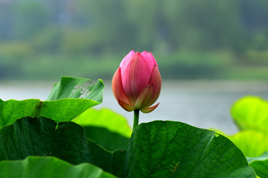 荷花