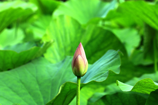 荷花