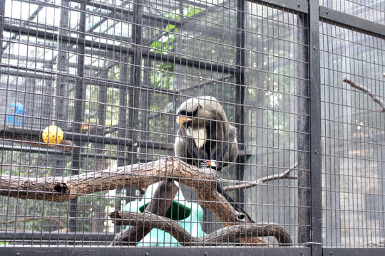 香港笼子里的猴子