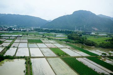 水田