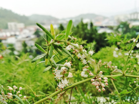 高清拍摄绿色大自然植物