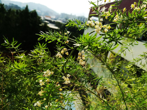 高清拍摄绿色大自然植物