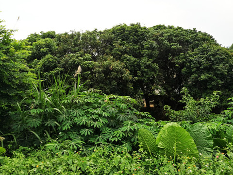 高清拍摄绿色大自然植物