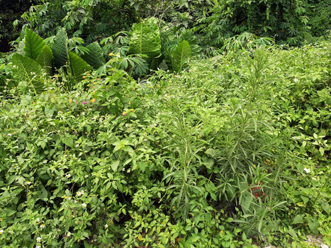 高清拍摄绿色大自然植物