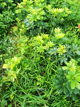 高清拍摄绿色大自然植物