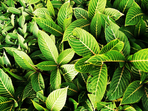 高清拍摄绿色大自然植物