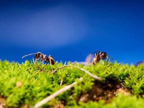 蚂蚁Ant