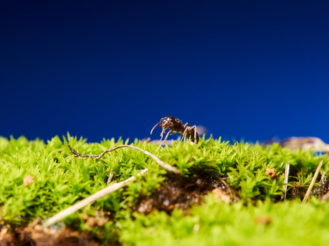 蚂蚁ant019