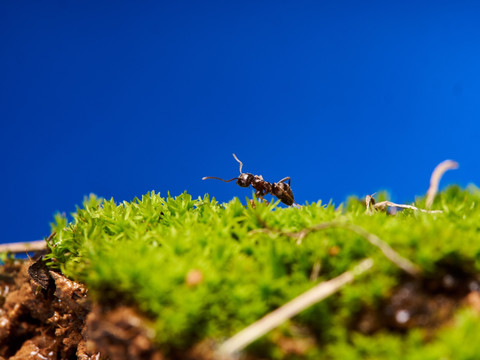 蚂蚁ant060