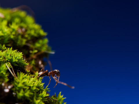 蚂蚁ant062
