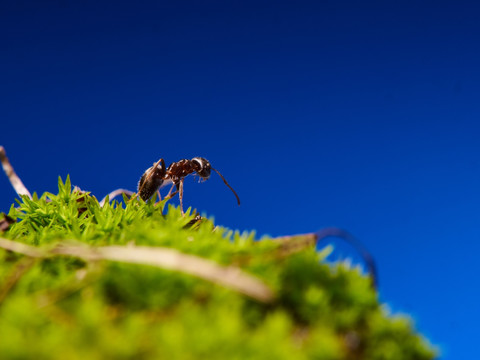 蚂蚁ant083