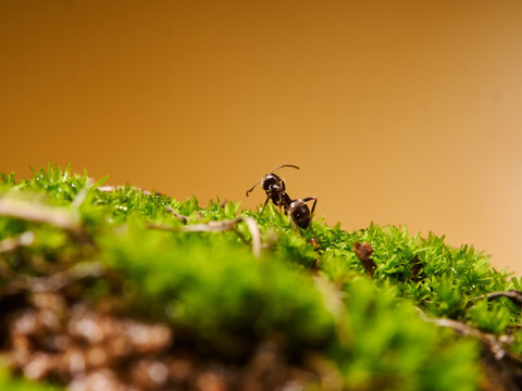 蚂蚁ant099