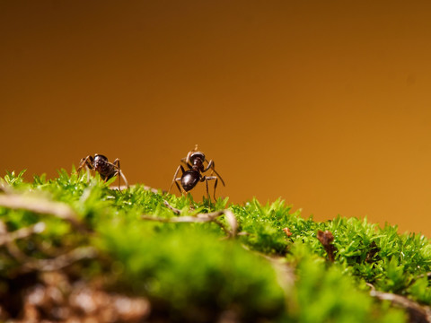 蚂蚁ant108