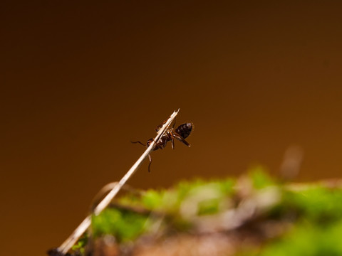 蚂蚁ant126
