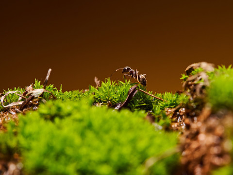 蚂蚁ant143