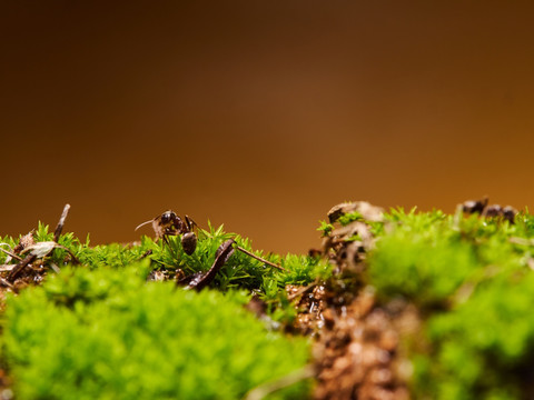 蚂蚁ant152