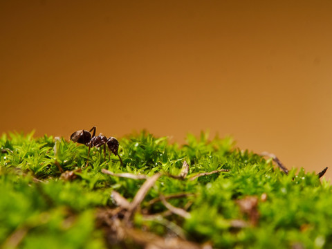 蚂蚁ant153