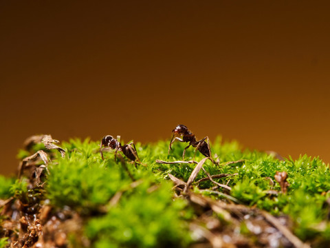 蚂蚁ant140
